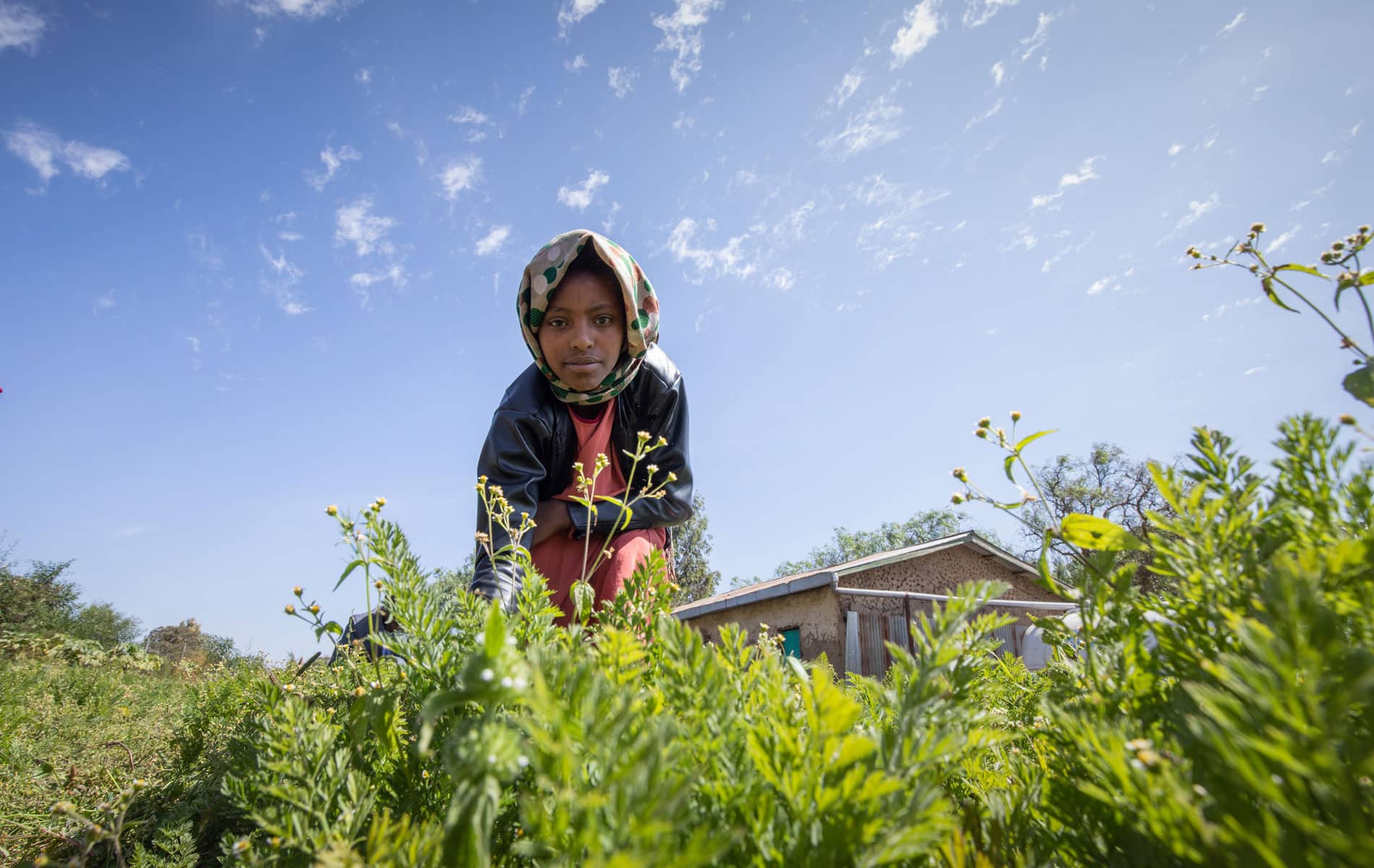 Etiopia: Ei jente med lys hijab står ute i en åker og høster grønne planter. Foto Petterik Wiggers