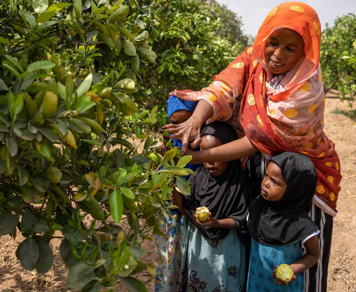 Farhiya, med oransje hijab og mønstrete kjole og jentene hennes plukker frukt fra et tre. Jentene har blomstrete kjole og mørke hijaber. Foto Alea Horst