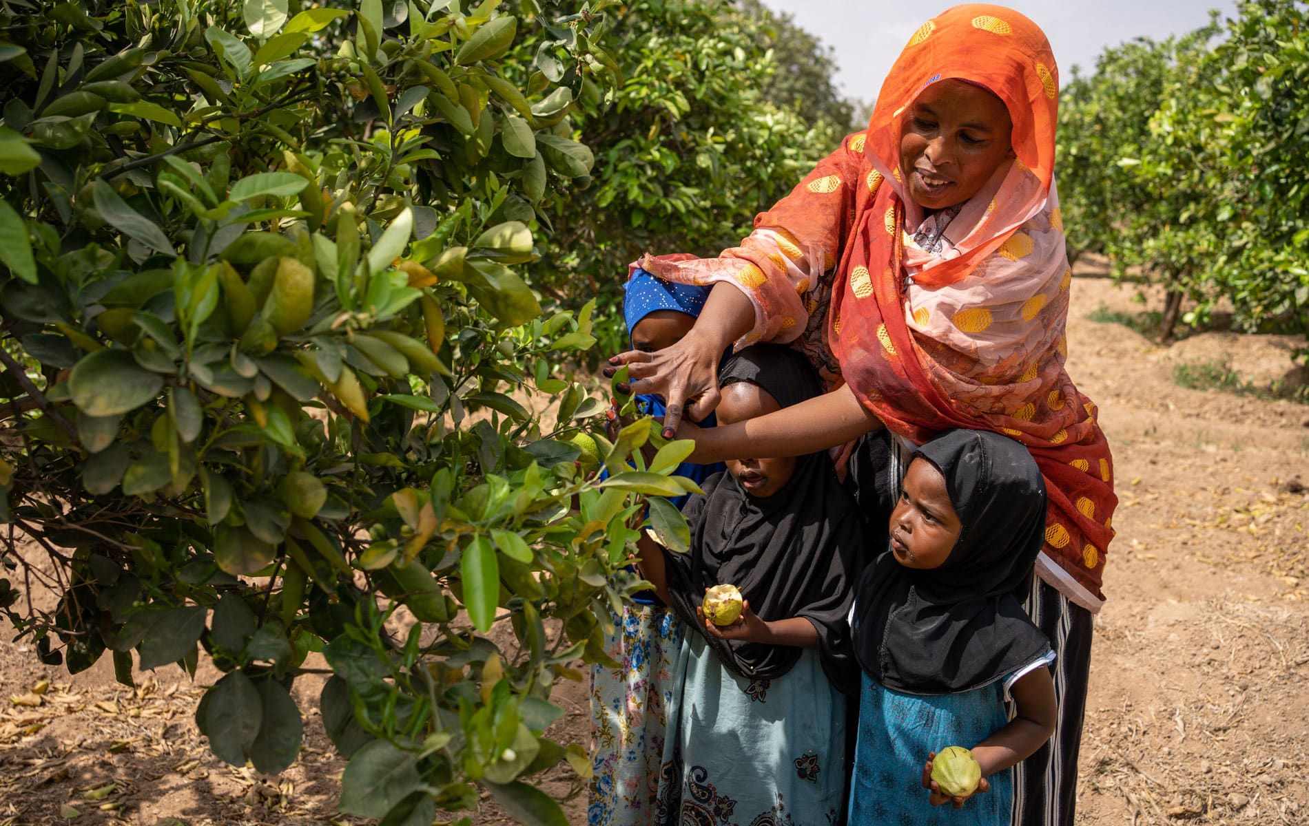 Farhiya, med oransje hijab og mønstrete kjole og jentene hennes plukker frukt fra et tre. Jentene har blomstrete kjole og mørke hijaber. Foto Alea Horst